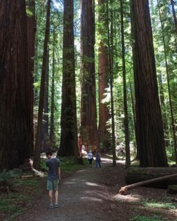 🇺🇸Redwood Highway🇺🇸
(červen 2022)  Tak jsem se dočkala a mohla se dotknout sekvojí v jejich domovině ♥️🌲  Pokud mě sledujete delší dobu nebo sjedete ve feedu dolů na Nový Zéland, u Redwood Forest v Rotoruře jsem psala, jak mě v hodině biologie fascinovaly sekvoje. Oproti těm na Zélandě vysázeným před cca 100 lety jsou ty původní v Kalifornii kolem 2000 let (!) staré a výška minimálně 60 m je normálka.  Na fotkách ta výška bohužel moc nevynikne, ale věřte, že každého, kdo mezi ty giganty vejde, zaplaví pocit úcty a privilegia, že tam s nimi může být. Sice to nejsou nejstarší stromy na světě (to jsou skoro 5 tis. let staré borovice dlouhověké), ale pořád je pro ně jeden lidský život jako mrknutí oka.  Projeli jsme se i slavnými tunely ve dvou ze stromů. Je to sice přiblblá atrakce, ale naštěstí jsou sekvoje tak přizpůsobené lesním požárům, že jim díra v kmeni vůbec nevadí. Taková lákadla vznikla někdy ve 30. letech kdy se sekvoje ještě ve velkém kácely (oproti mohutnějším sekvojOVCŮM se mladší porost těží dodnes), takže vlastně dobře, že soukromí vlastníci dali přednost penězům z turismu.  P.S. Hyperion je stále na seznamu, až do Redwoods NP jsme nedojeli a sekvojovce bych taky chtěla vidět.  ❔Máte i vy na svém cestovatelském bucket listu nějaké rostliny❔  #redwoods #redwoodhighway #sekvoj #amerika #cestovani #minveciviczazitku #sLaZkou #cestolidi #cestovatelskyblog #cestovatelka #cestotipy #travelblog #spojenestaty #kalifornie