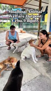 Moalboal Animal Welfare Outpost je útulek pro psy a kočky, kde zajišťují nejen tu nejlepší možnou péči, ale i lásku a životní pohodu všech svých svěřenců.  Manželé Lyndon a Ala obětují pejskům vše. Lyndon býval dive master, ale když útulek nutně potřeboval peníze, prodal celou svou výbavu, aby zvířátka nepřišla zkrátka. Rodinu živí malý obchůdek a pronájem skútrů, 100% příspěvků jde na útulek.  Velkou pomocí jsou i dobrovolníci. Právě díky naší 'sousedce' z hotelu, která tam tři týdny pomáhala, jsem se o MAWO dozvěděla a vyslechla jsem si spoustu příběhů.  I pár korun na Filipínách znamená hodně. 
Přispět můžete:  https://www.gofundme.com/f/help-us-give-stray-dogs-in-moalboal-a-second-chance-at-life  https://www.paypal.com/paypalme/LyndonDionaldo972  A kdybyste se někdy vydali na ostrov Cebu, navštivte je, nebo rovnou mrkněte na Workaway na možnosti dobrovolničení 😊