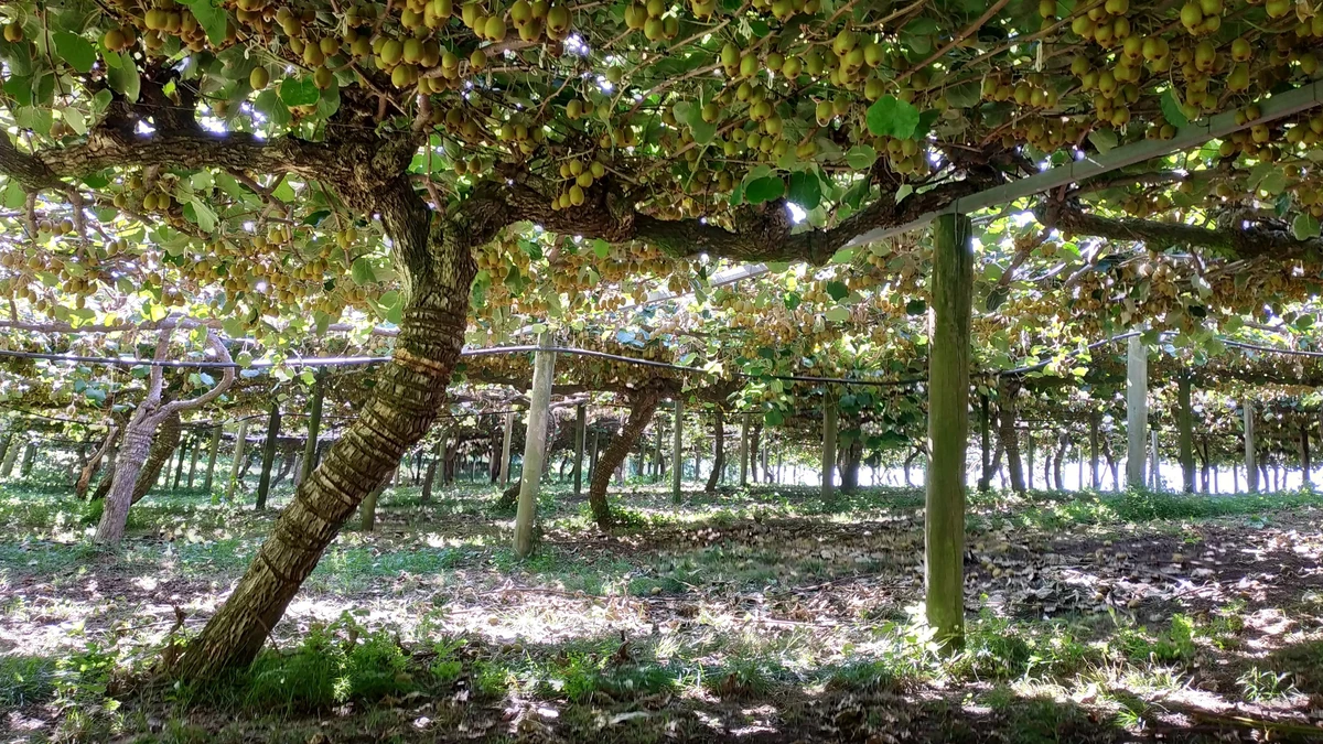 Pr ce Na Nov m Z land 6 Zp sob Jak Ji Naj t A Moje Zku enosti